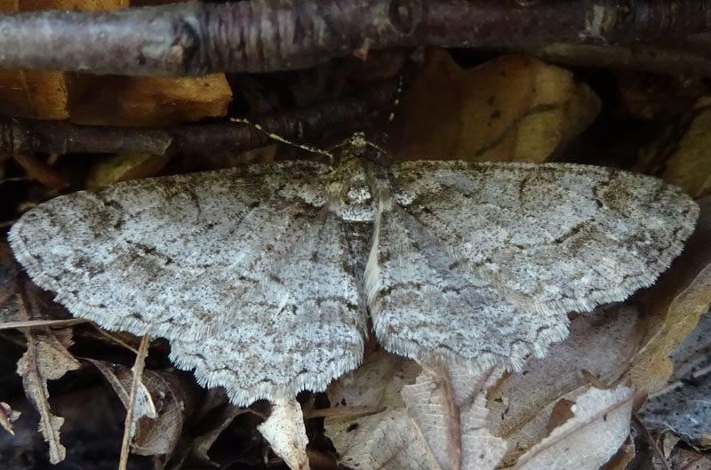 Paradarisa consonaria - Geometridae